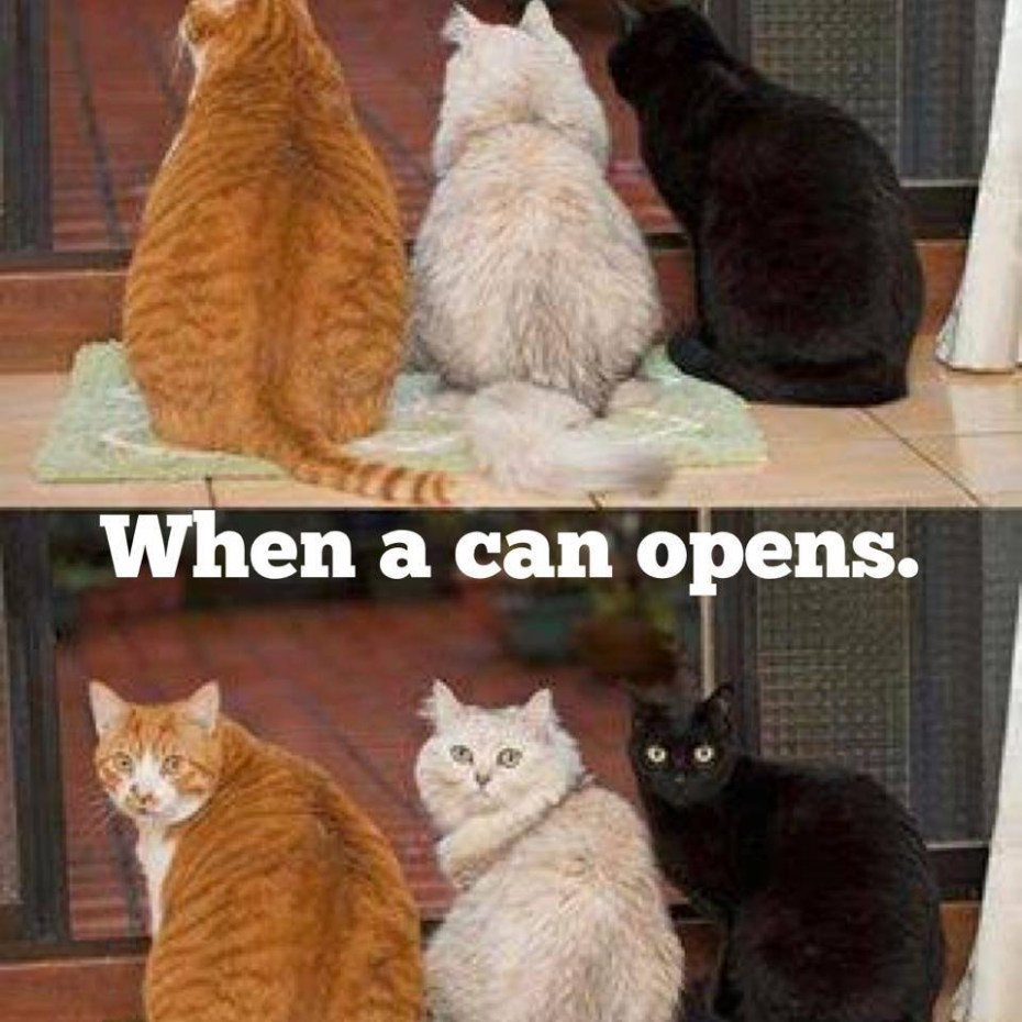 Юмор про котов