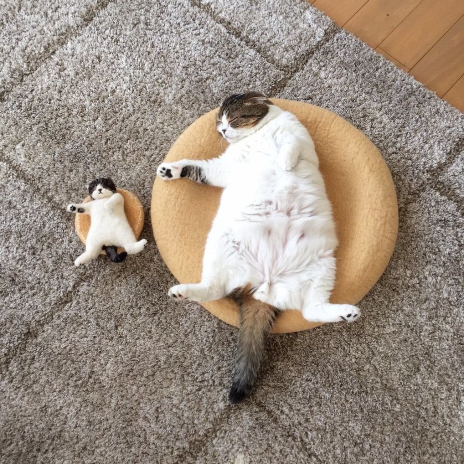 Позитивные коты