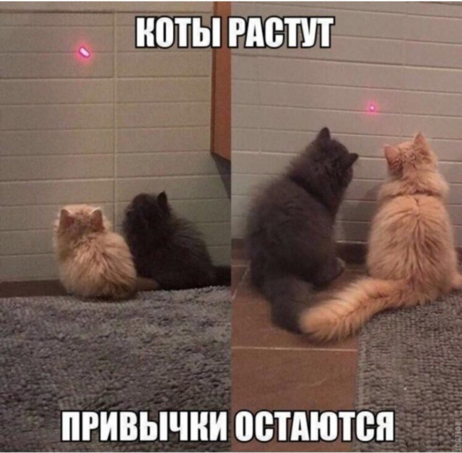 Котики для поднятия настроения