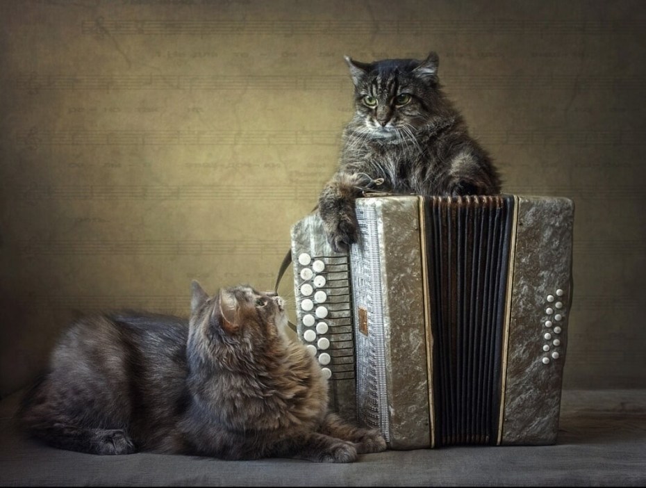 Кот баянист
