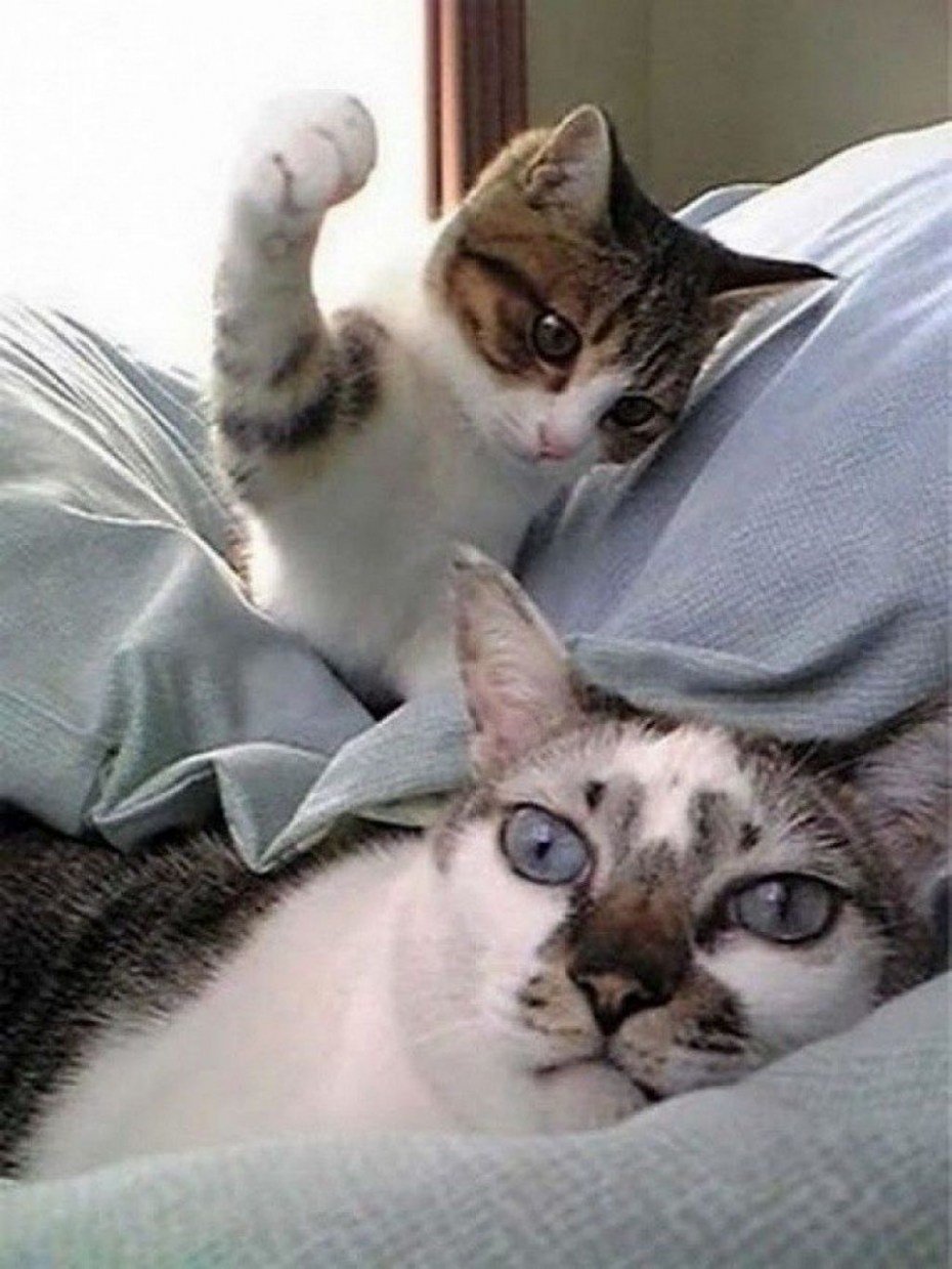 Коты юмор