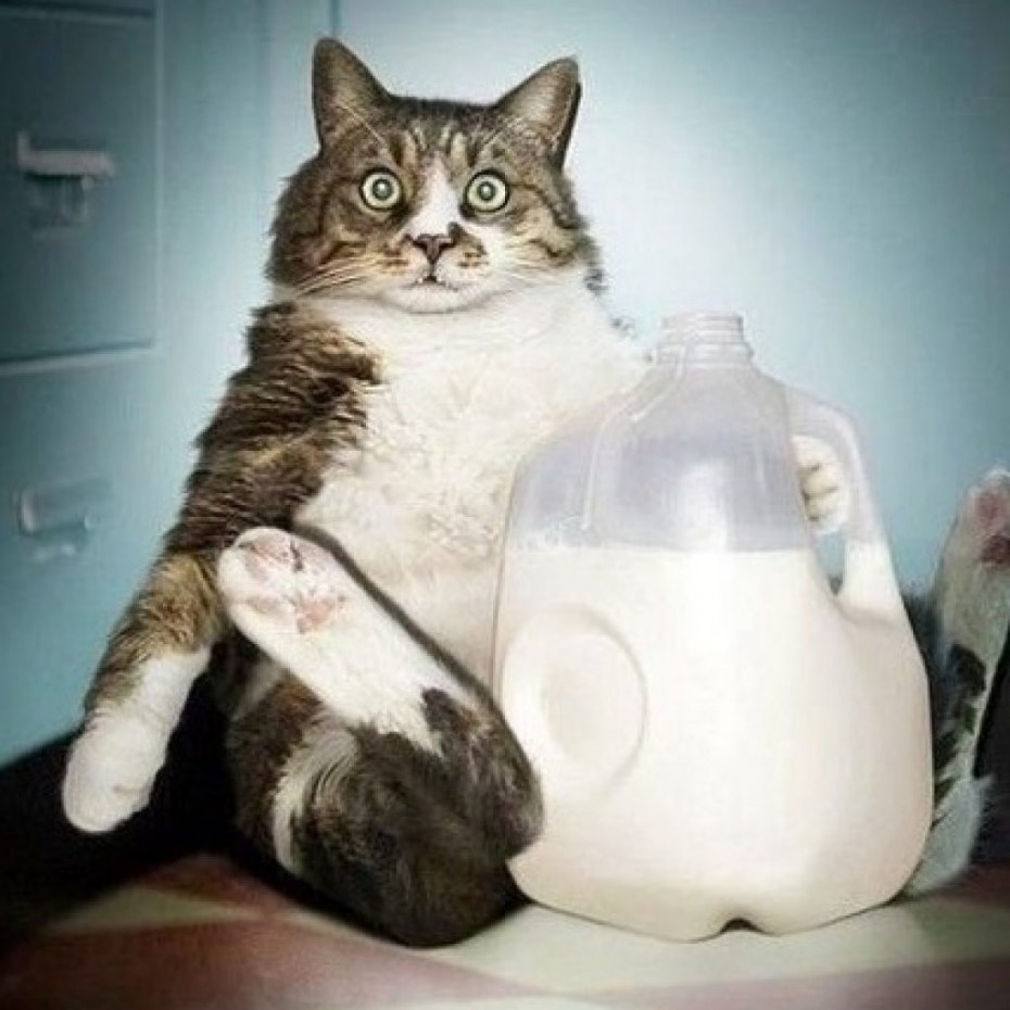 Шутки с котиками