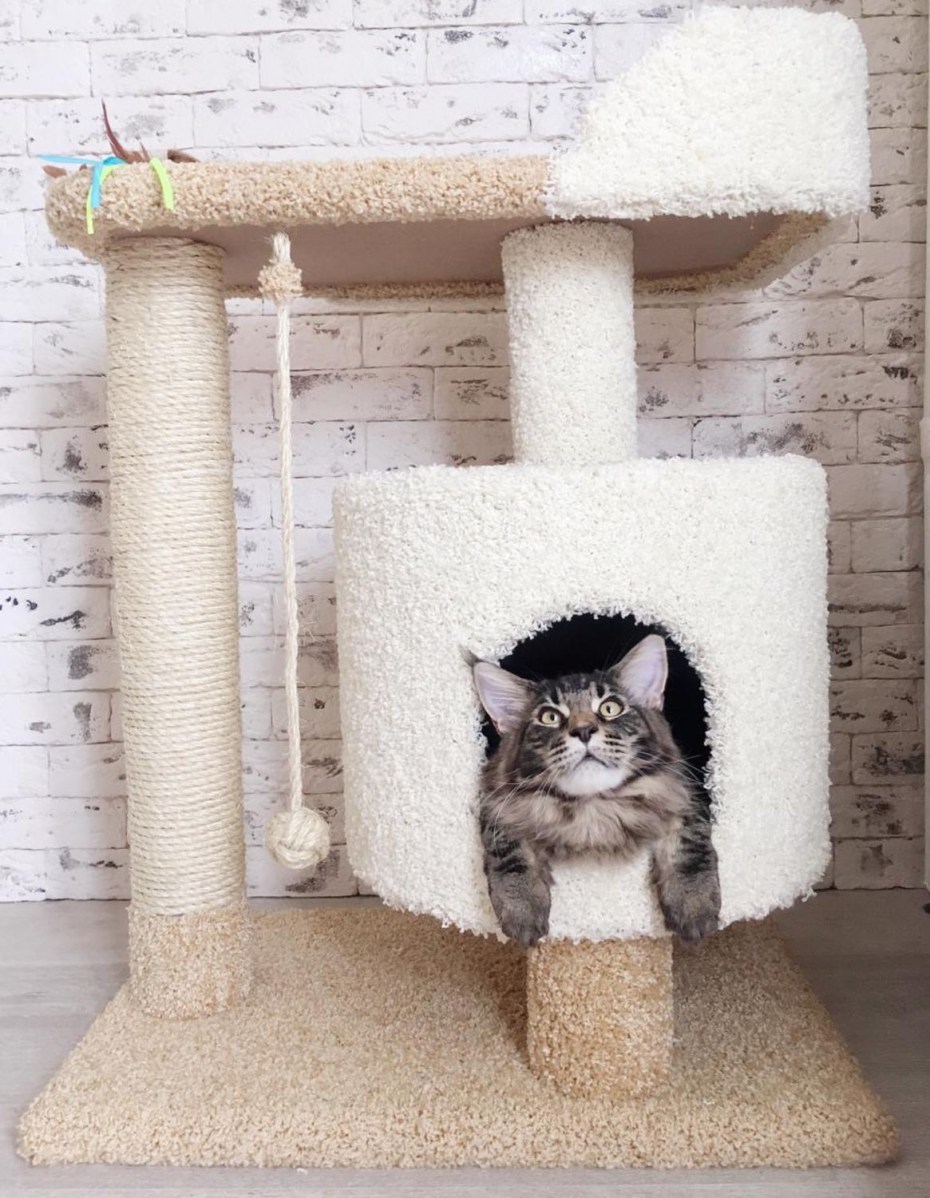 Когтеточка для котенка