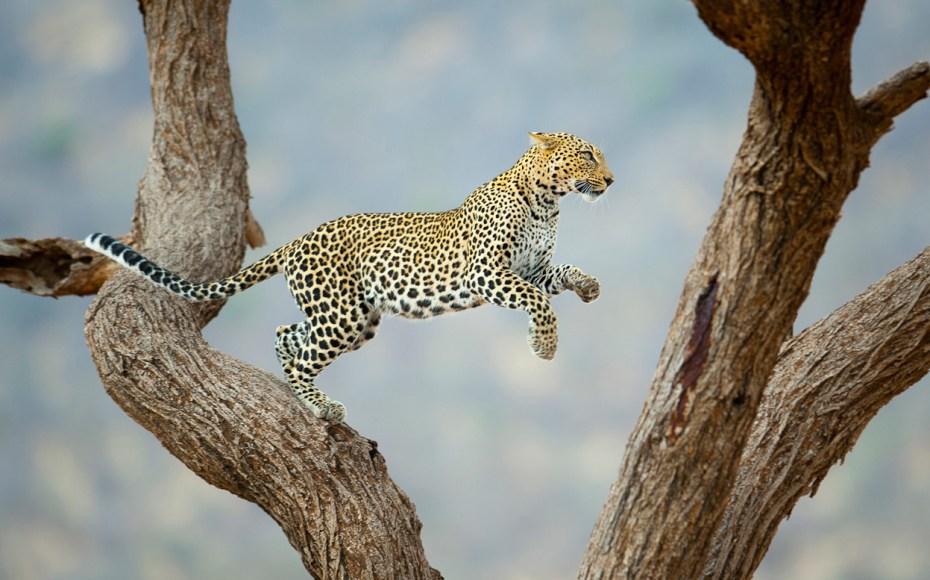 Леопард National Geographic