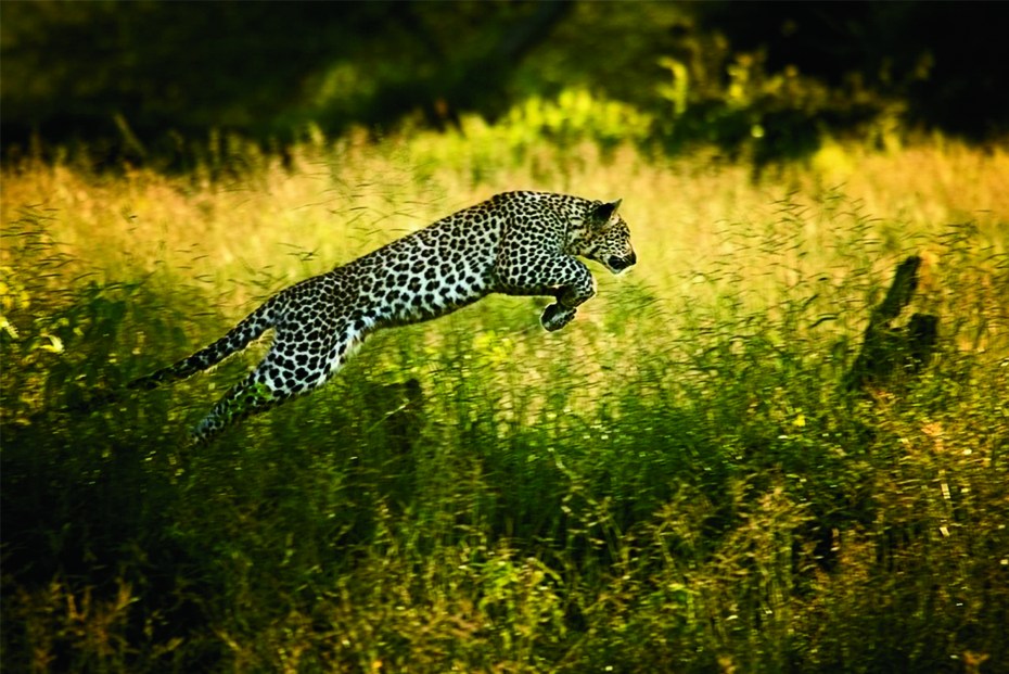 Дикая природа Африки National Geographic
