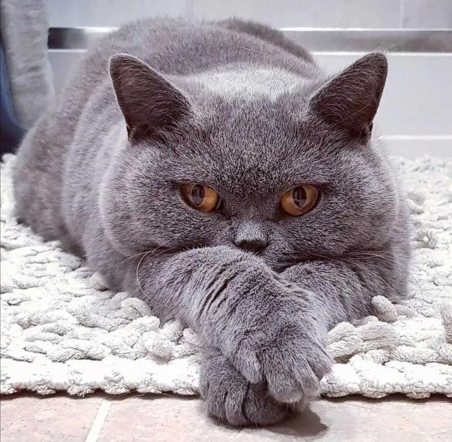 Наглый кот
