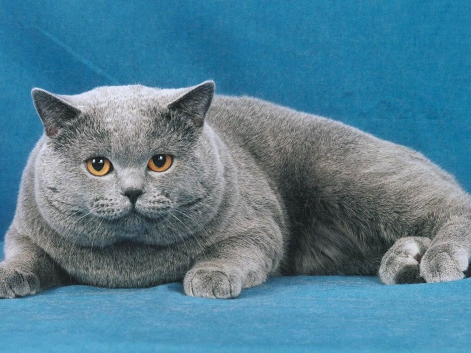 Британский короткошерстный кот толстый
