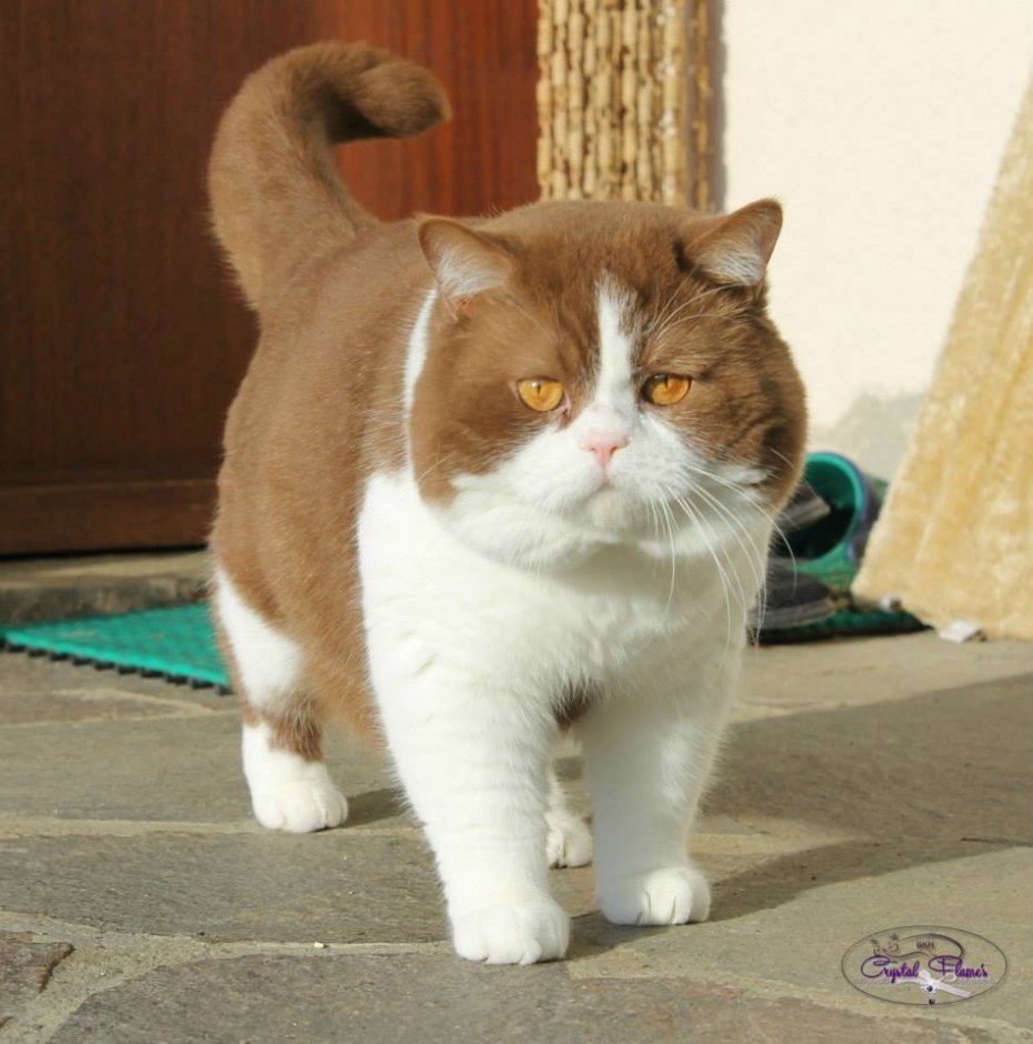 Британская короткошёрстная кошка толстая