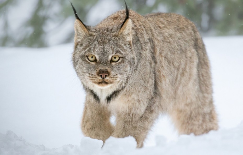 Lynx Pantera