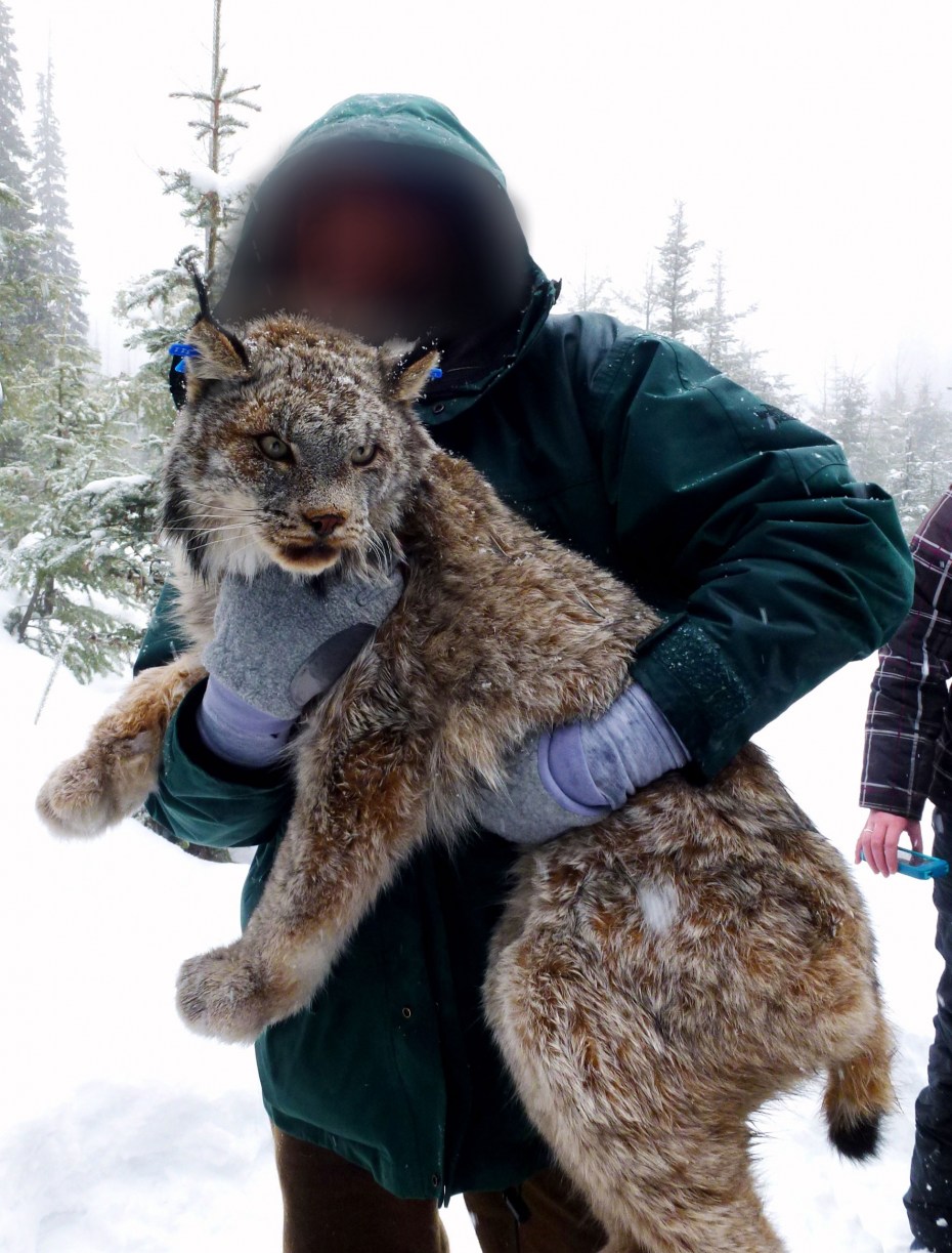 Рысь Felis Lynx l.