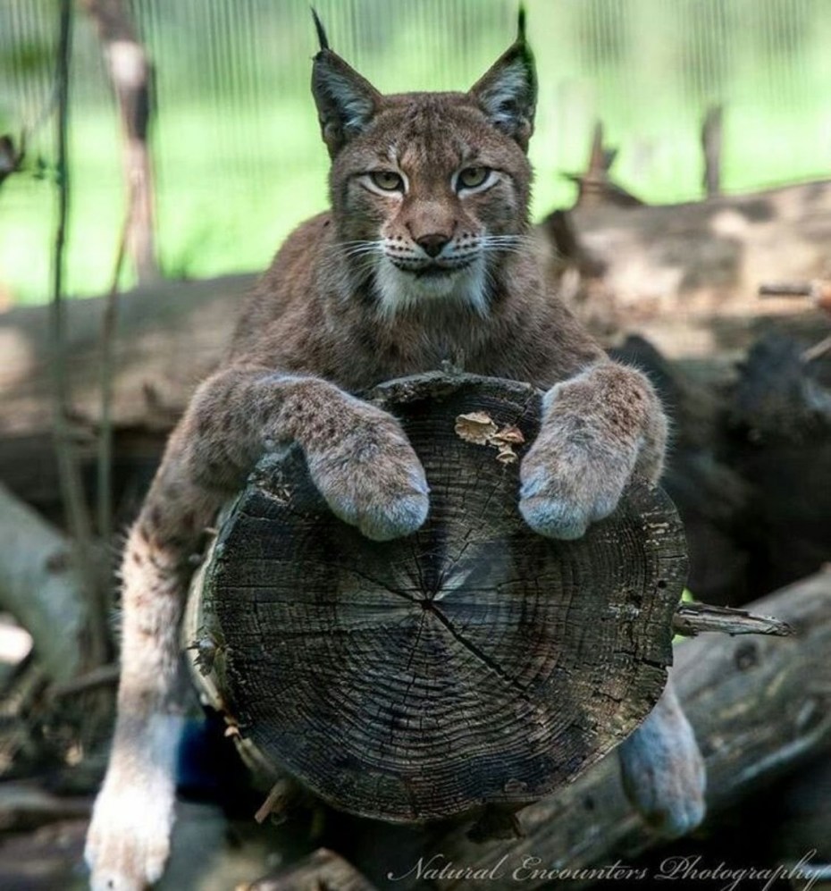 Carnivore animals Рысь