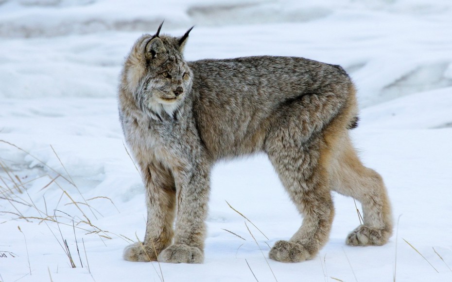 Кот смесь с рысью