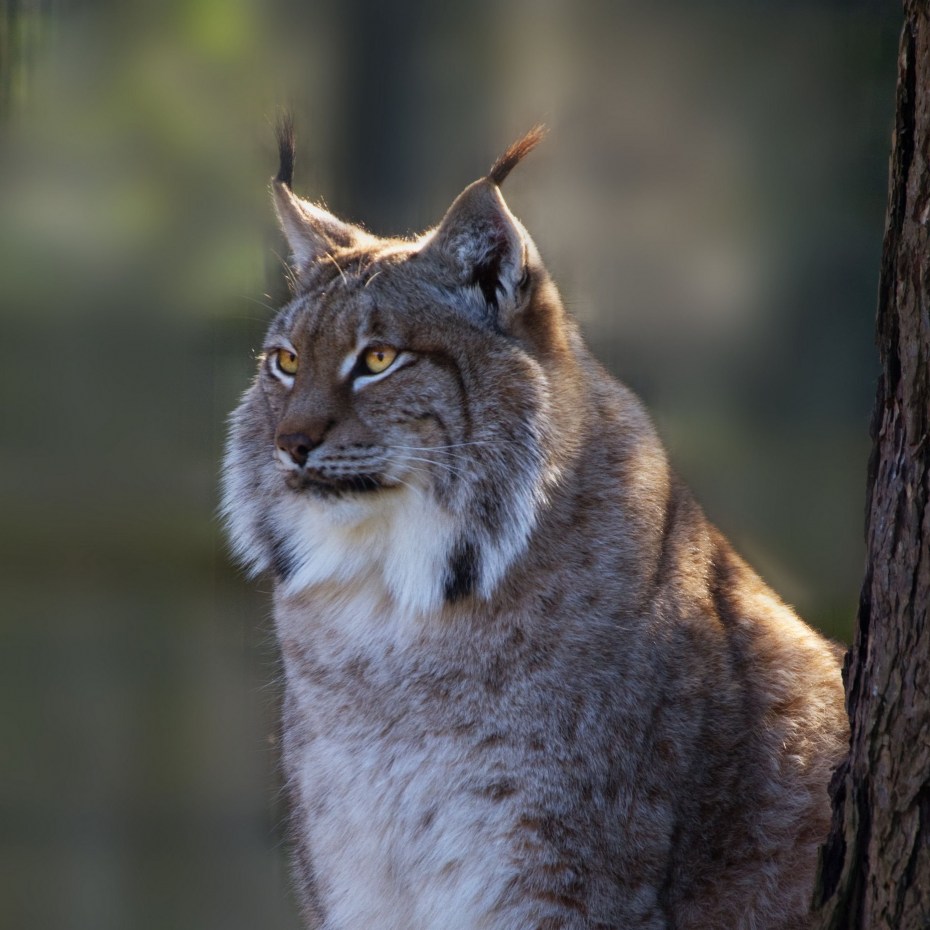 Кошка Рысь