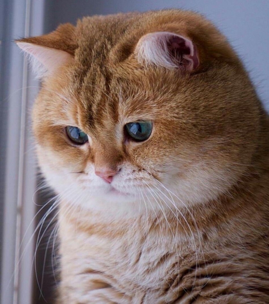 Рыжий кот Хосико