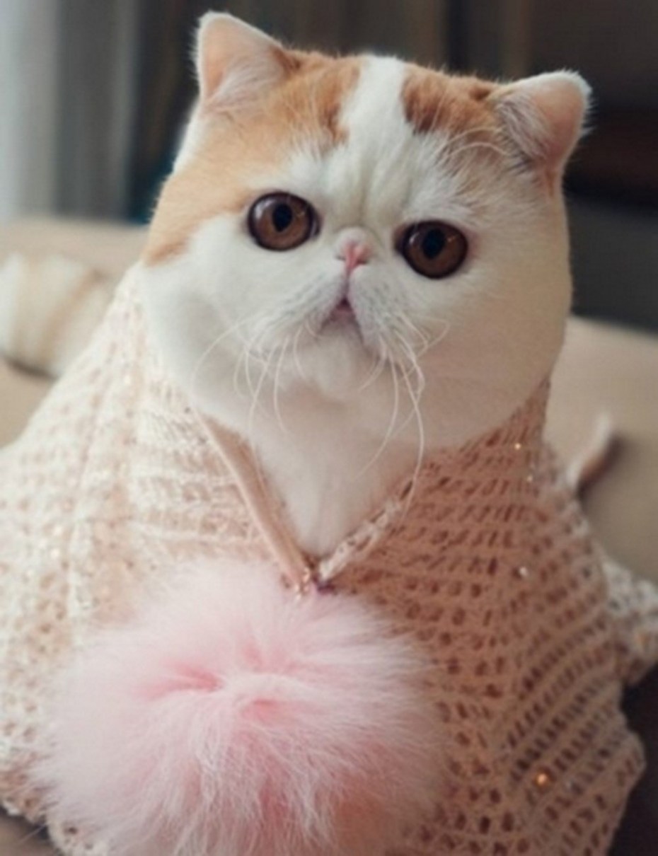 Кот Снупи