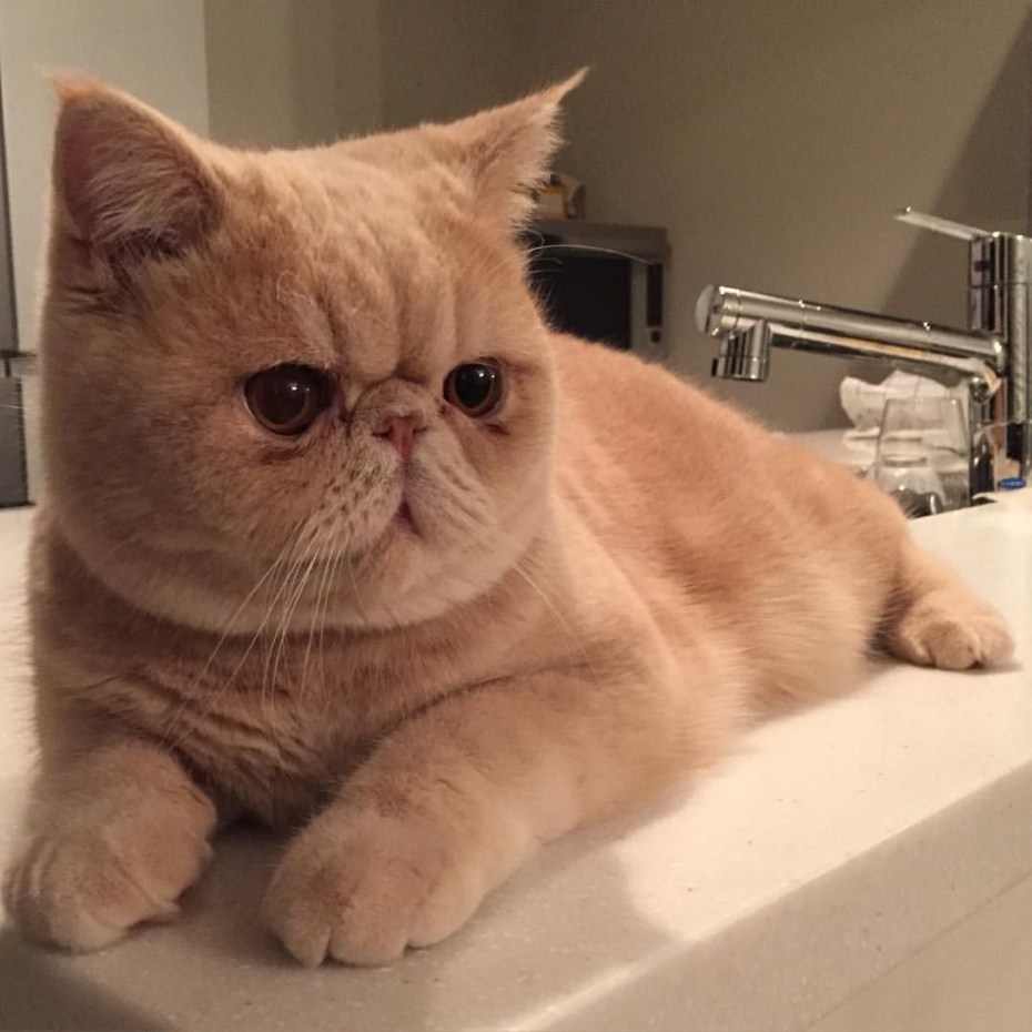 Кошки с приплюснутой мордой
