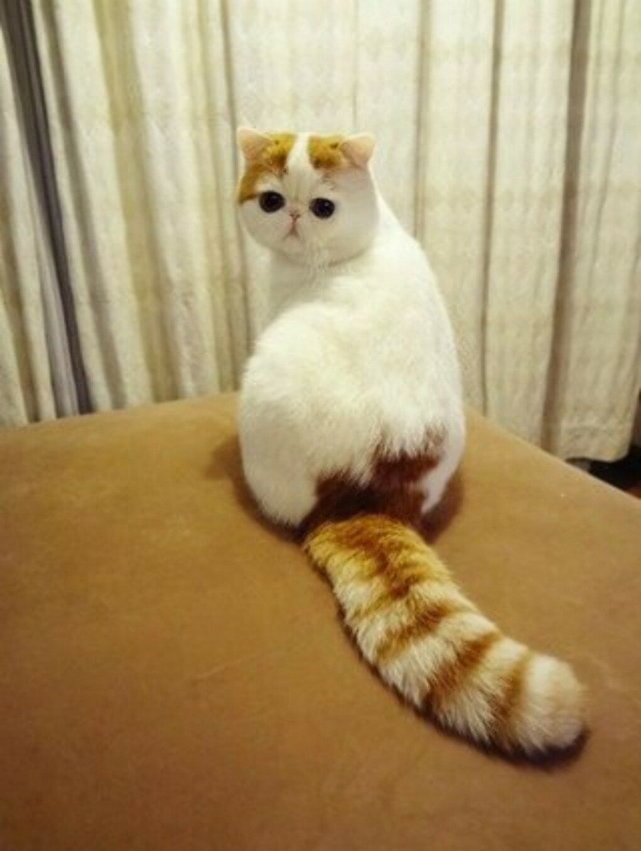 Японская кошка Снупи