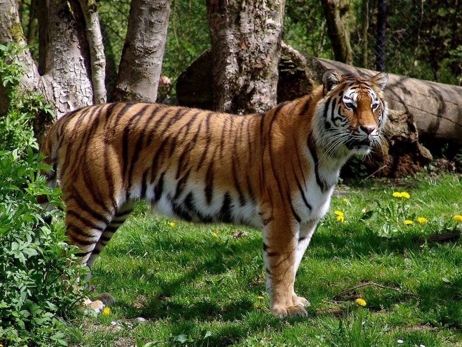 Амурский тигр Panthera Tigris altaica