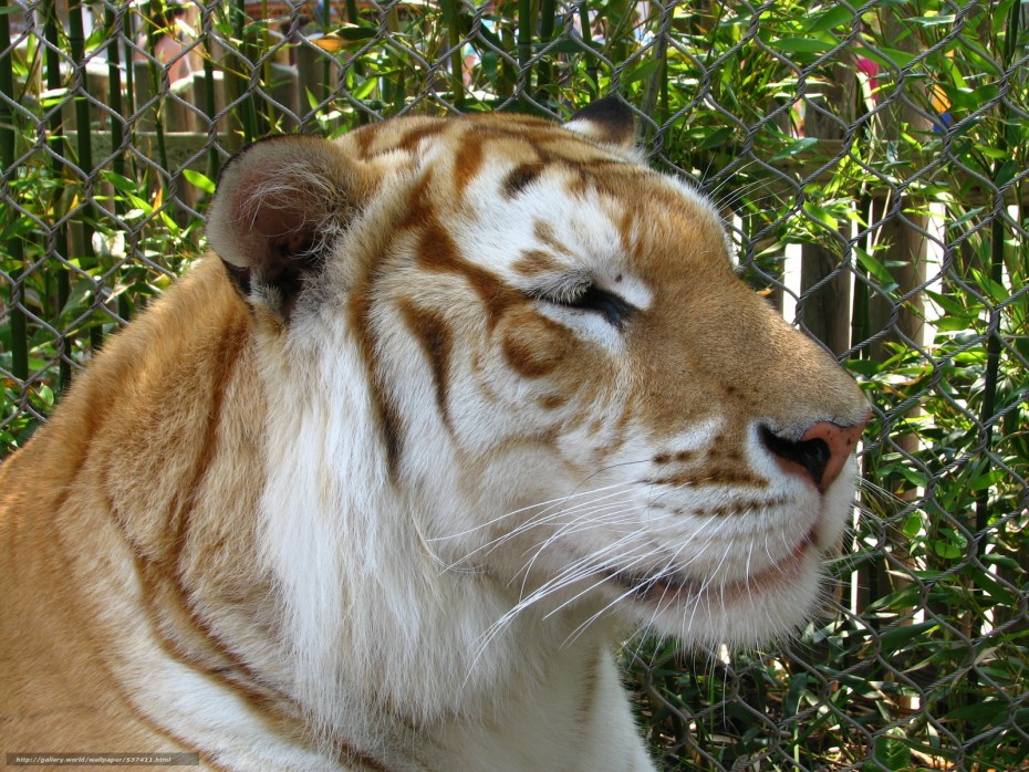 Тигр Golden tabby