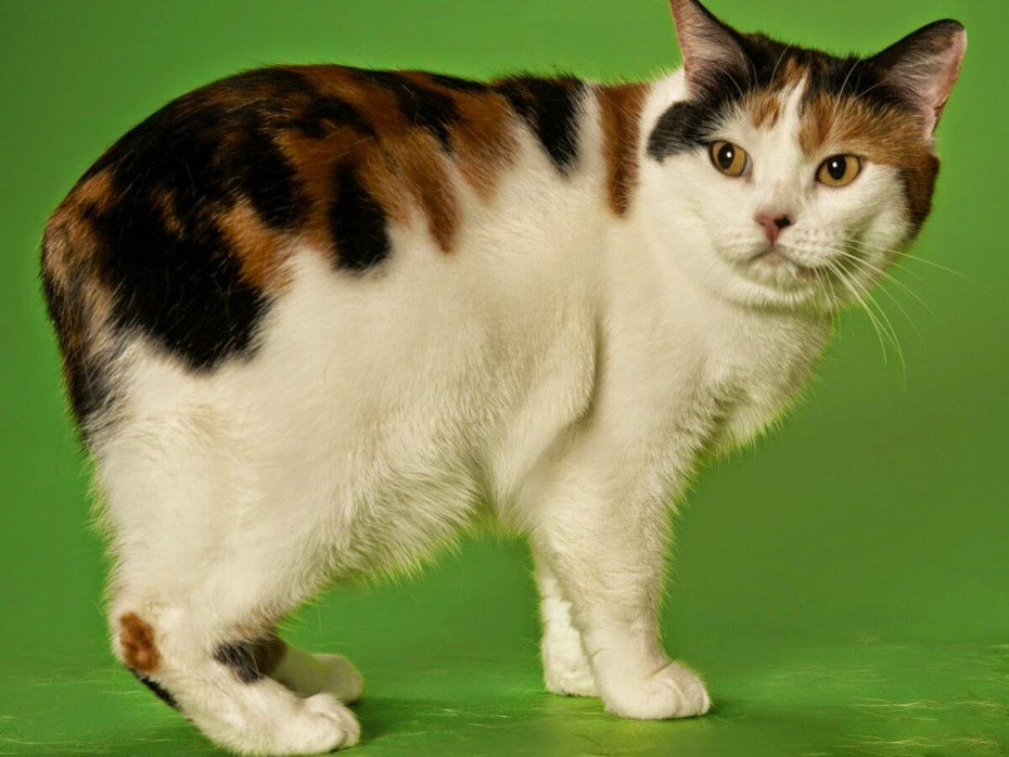 Мэнкс — бесхвостая кошка с острова