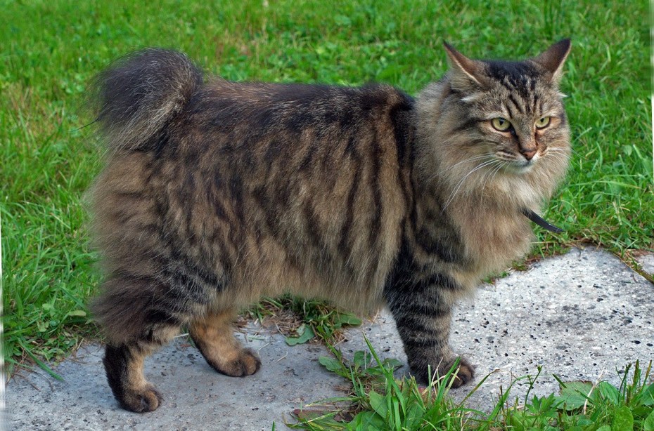 Мэнская кошка