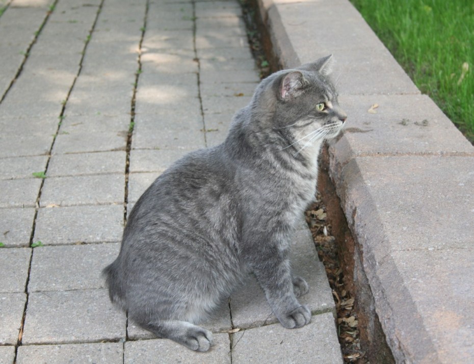 Трехцветные бесхвостые кошки