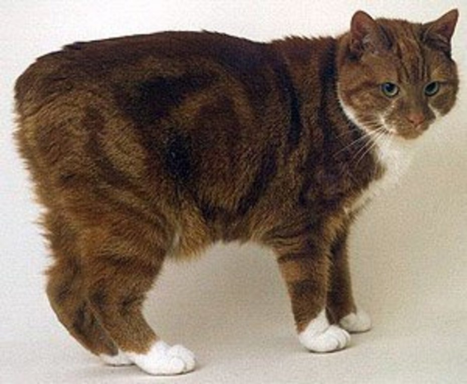 Мэнская бесхвостая кошка