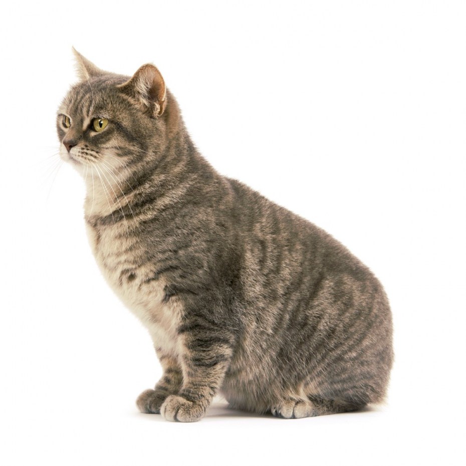 Мэнская кошка котята