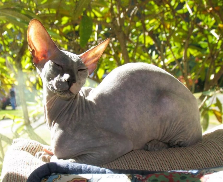 Кот Петерболд