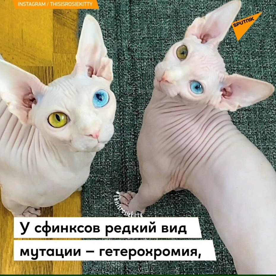 Лысый кот сфинкс