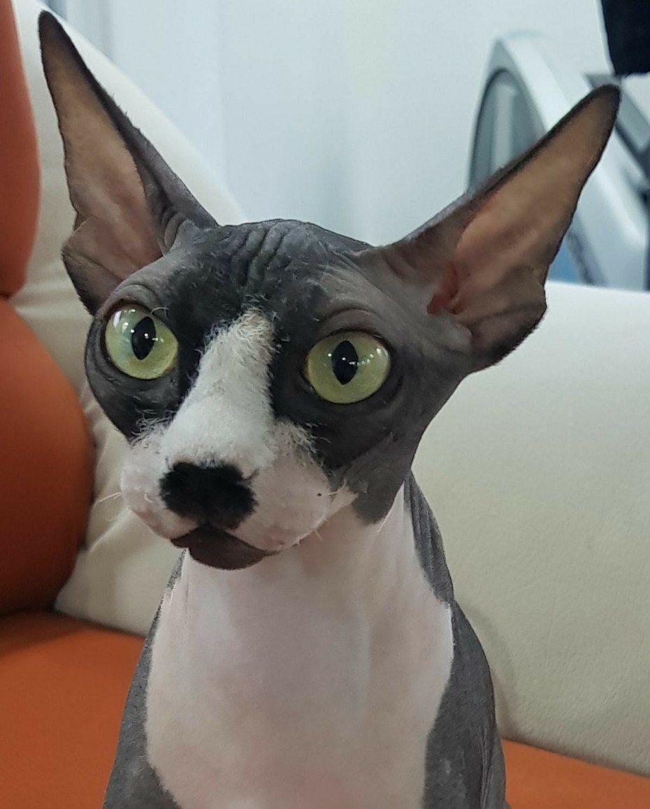 Сфинкс кот гетерохромия