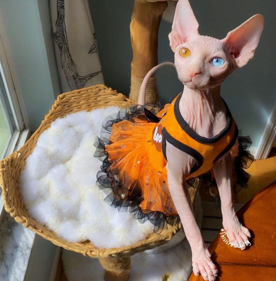 Сфинкс кошка