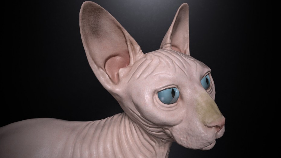 Донской сфинкс кошка