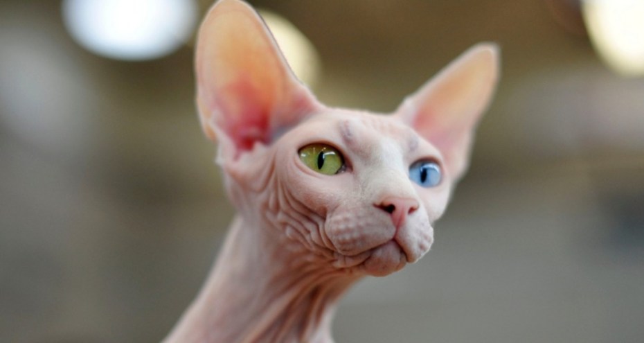 Котенок альбинос сфинкс