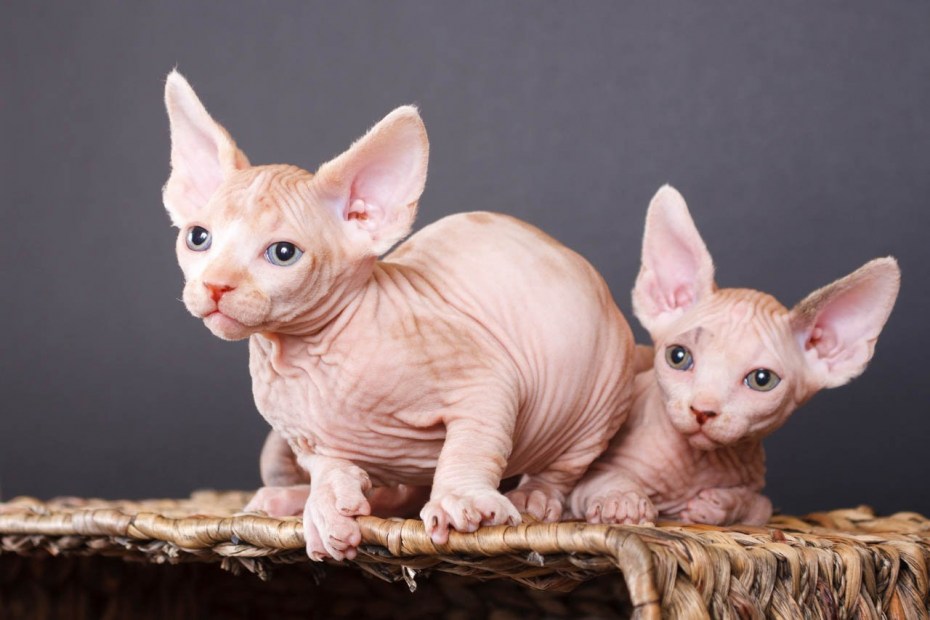 Кошка сфинкс с зелеными глазами