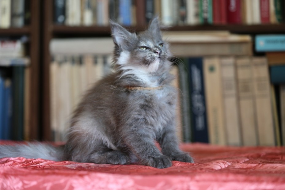 Котята Мейн кун в Самаре даром породистые