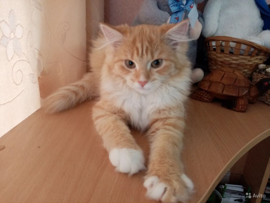 Котята Мейн кун белые