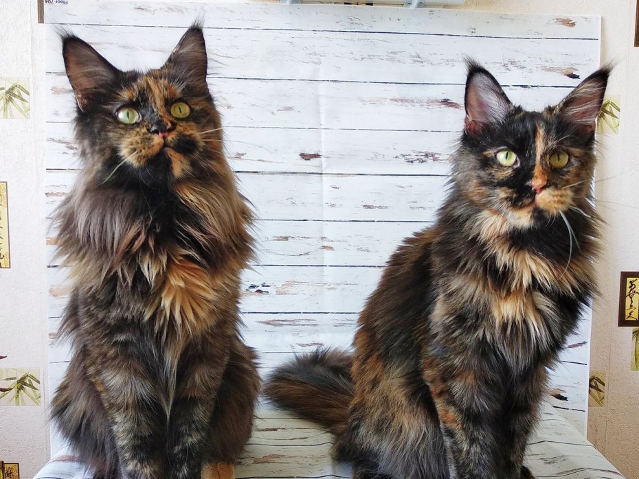 Кошка Мейн кун 6 месяцев