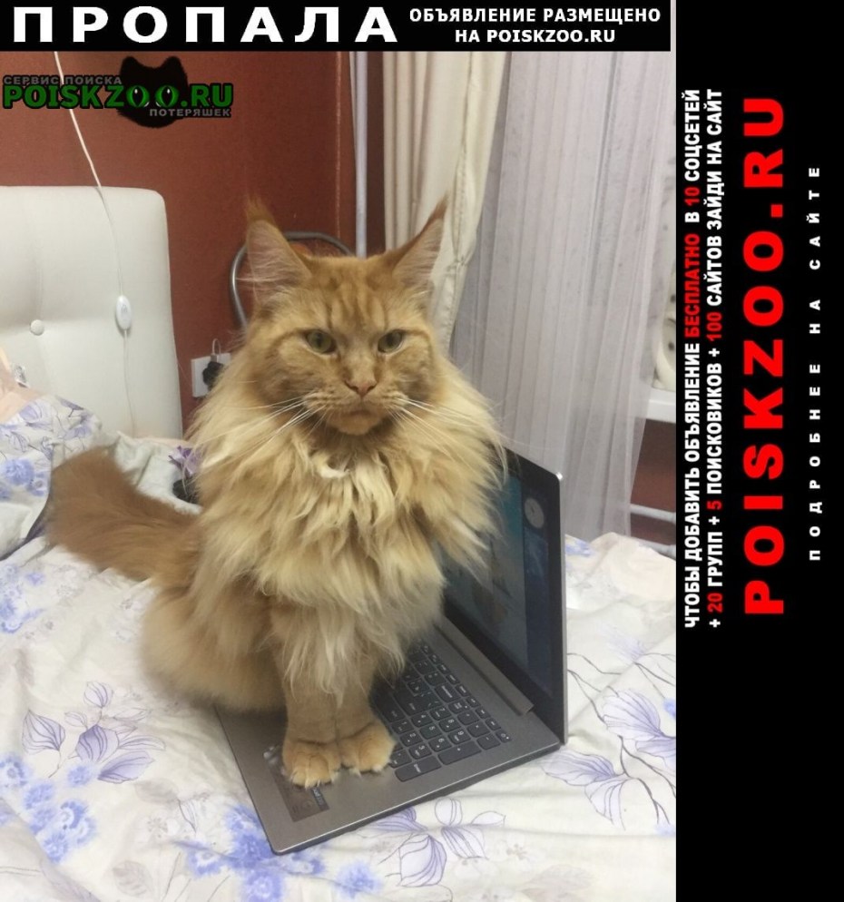 Уши Мейн куна