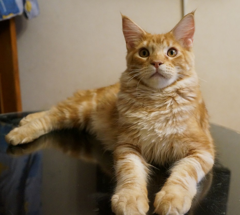 Кот Мейн кун приют
