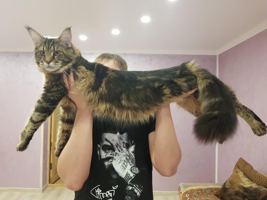Настоящий Мейн кун