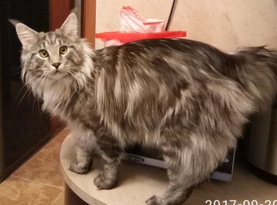 Кошка Мейн кун