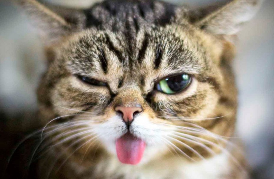 Котик подмигивает