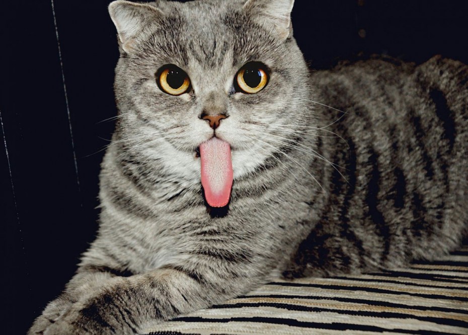 Котенок с высунутым языком