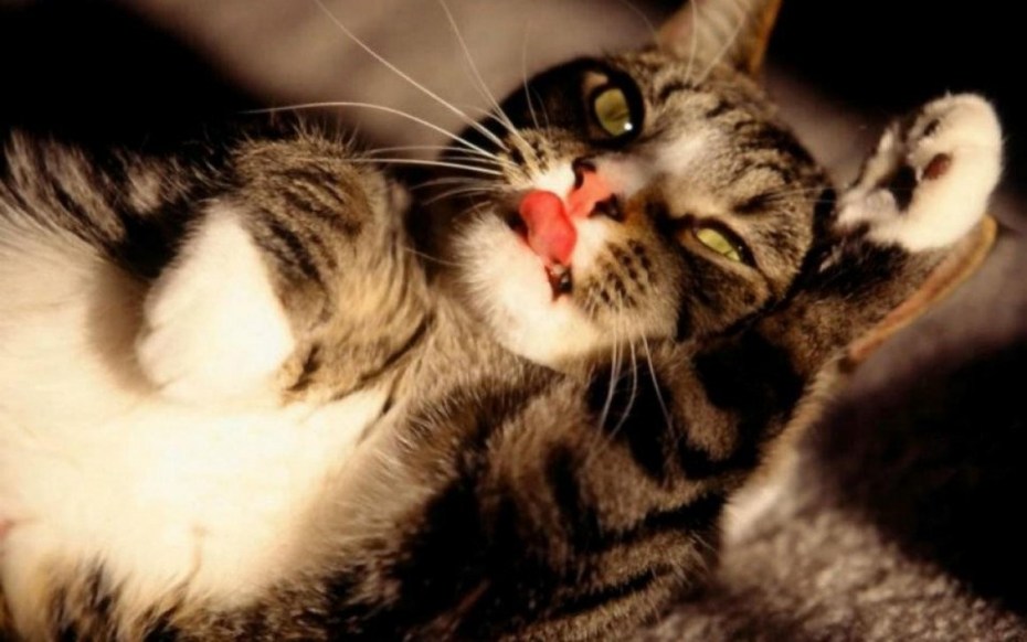 Озорные коты