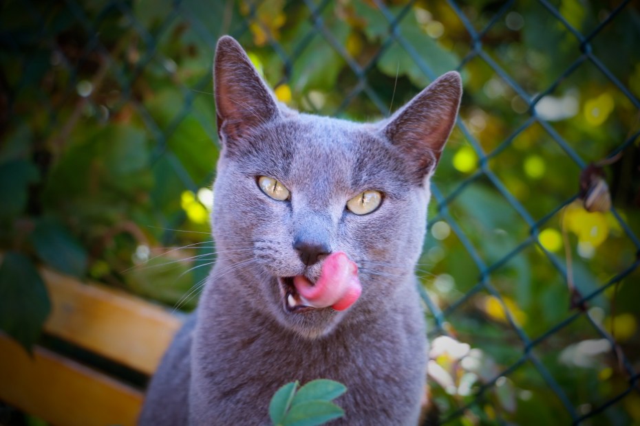Коты с высунутым языком