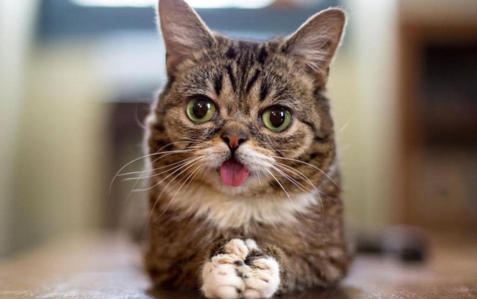 Смешные котики
