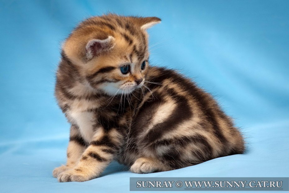 Персидский вислоухий кот мраморный