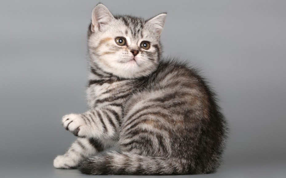 Шотландские котята скоттиш страйт мраморные