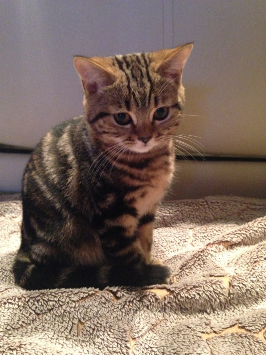 Шотландская прямоухая кошка мрамор